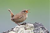 Pacific Wren